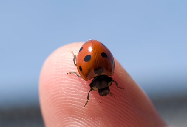 Lady Bug